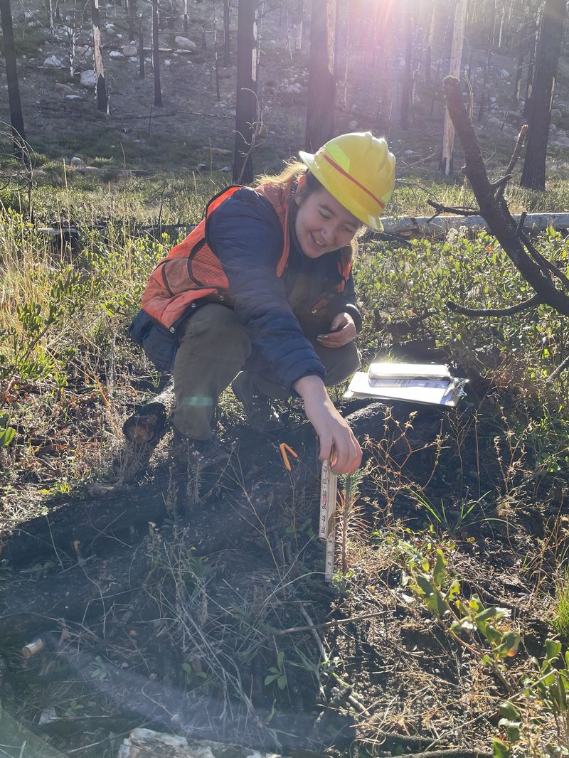 Rosa measuring seedlings in a burn.