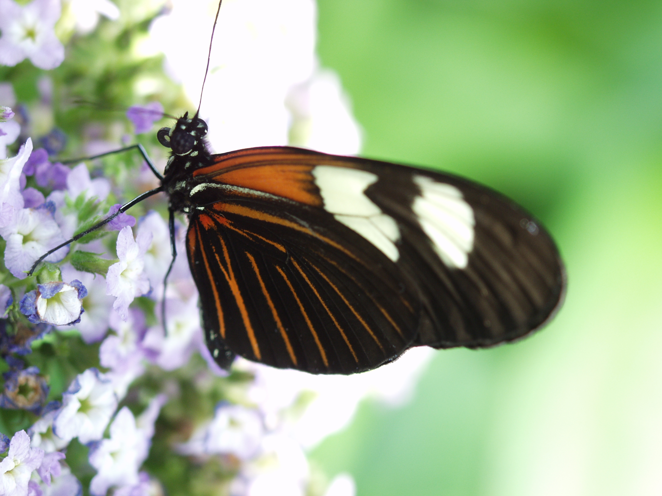 Crimson-Patch Longwing — Photo 13