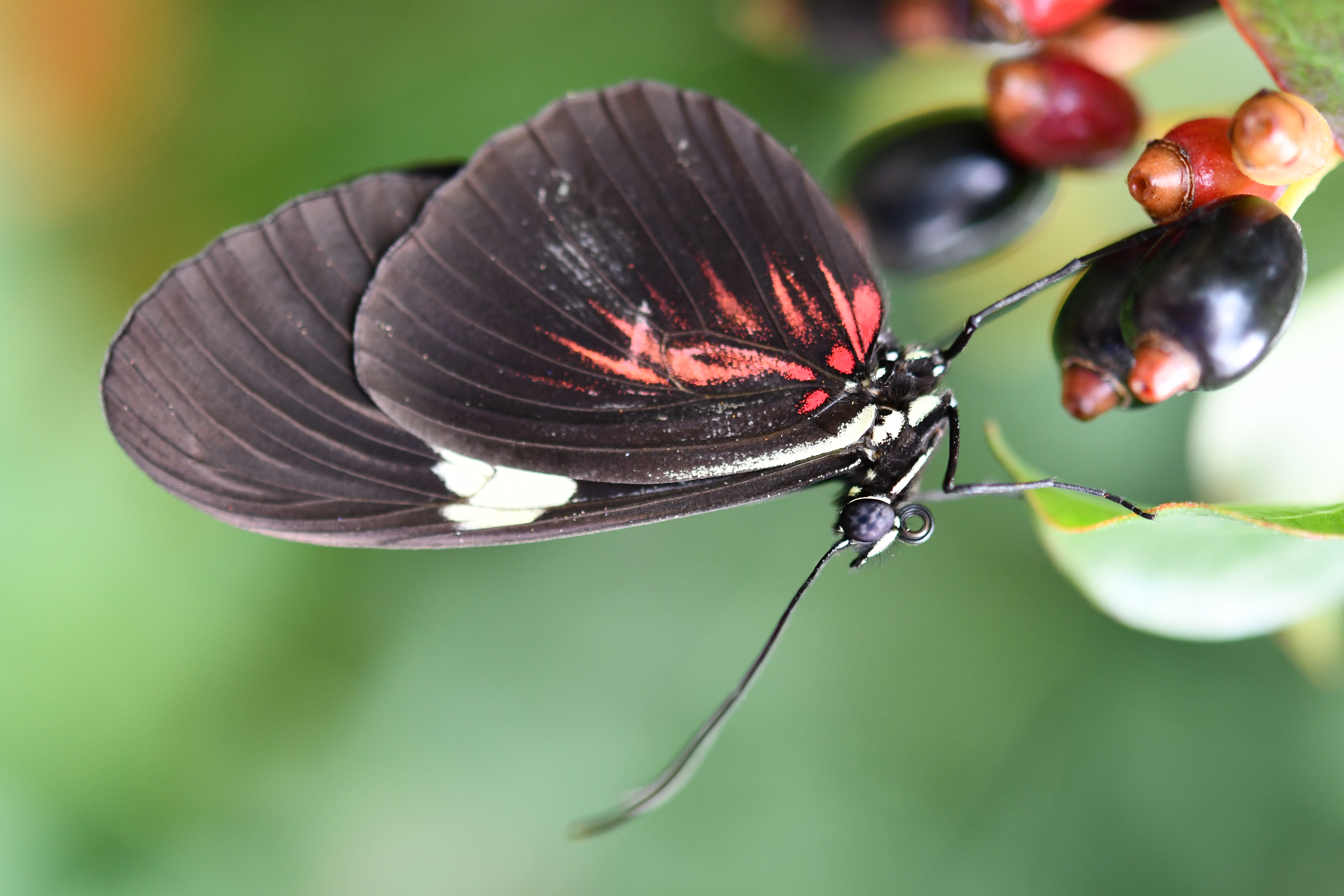 Crimson-Patch Longwing — Photo 17