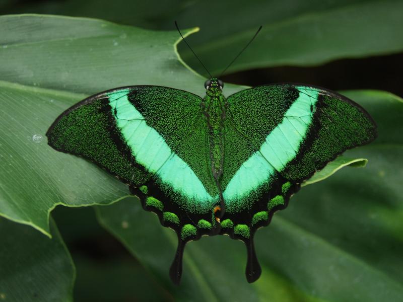 Emerald Swallowtail — Photo 2