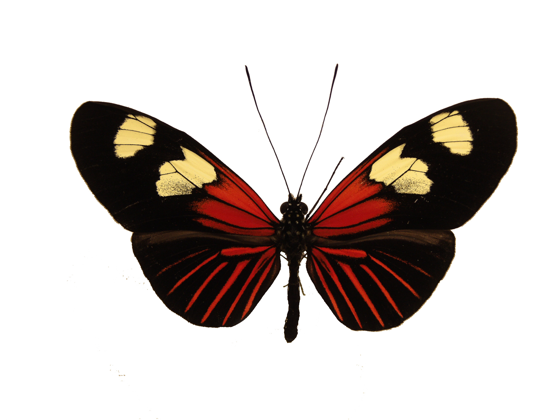 Crimson-Patch Longwing — Photo 7