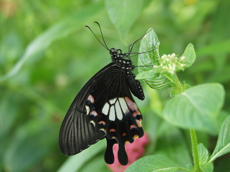 Common Mormon — Photo 6