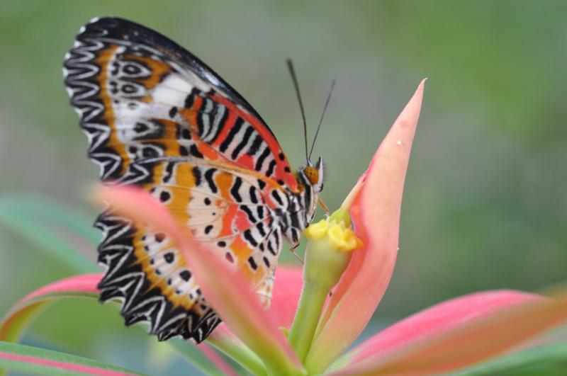 Leopard Lacewing — Wings Closed, Male, Adult