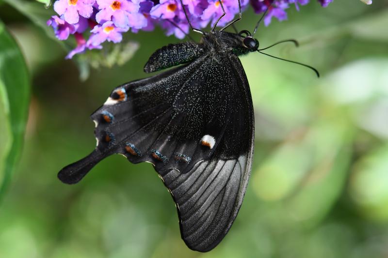 Emerald Swallowtail — Photo 3