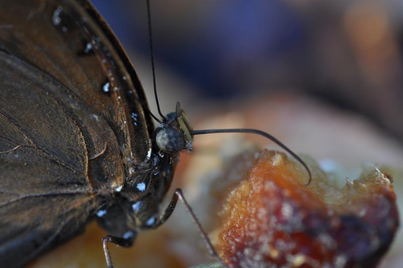 Great Eggfly — Photo 3
