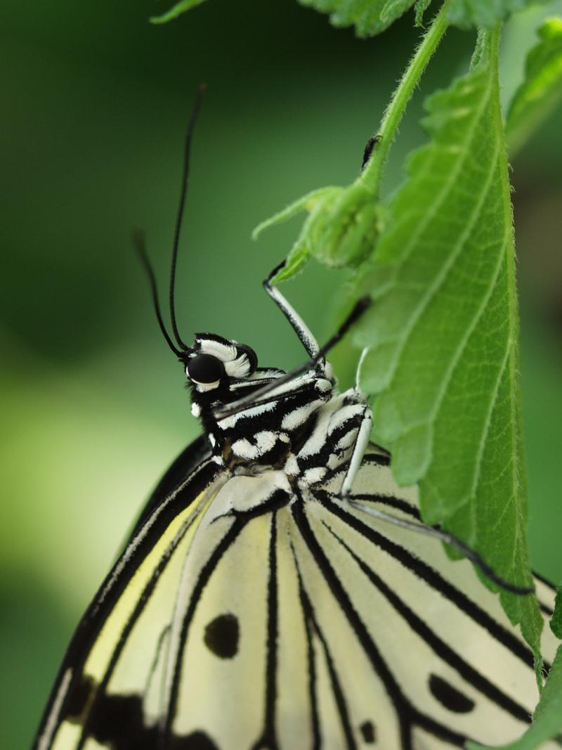 Paper Kite — Photo 4