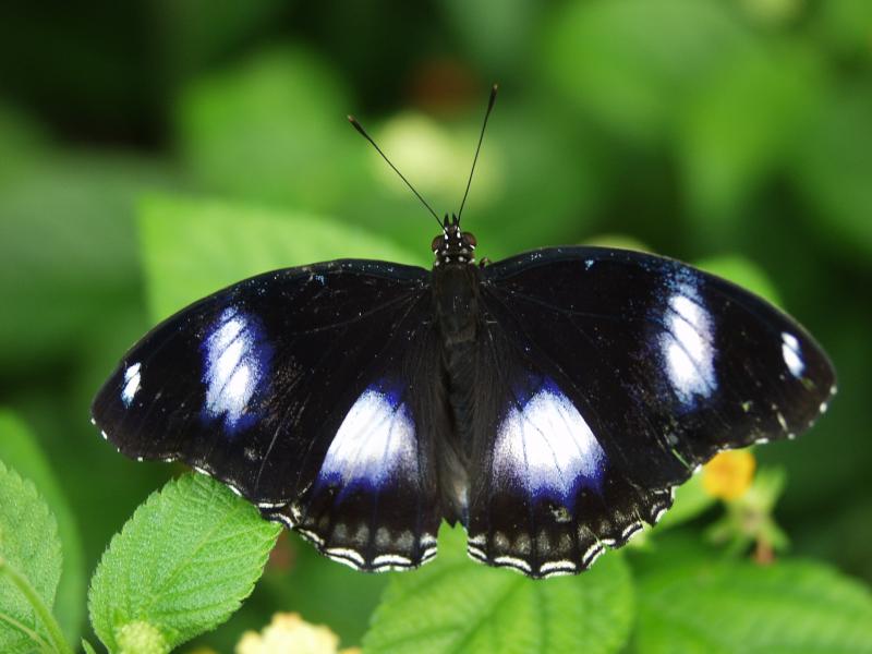 Great Eggfly (Hypolimnas bolina)
