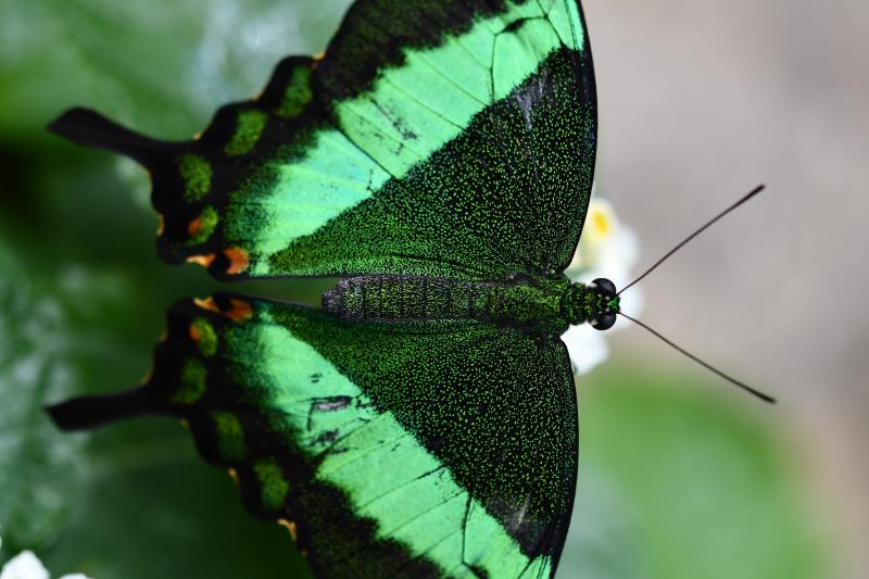 Emerald Swallowtail — Photo 4