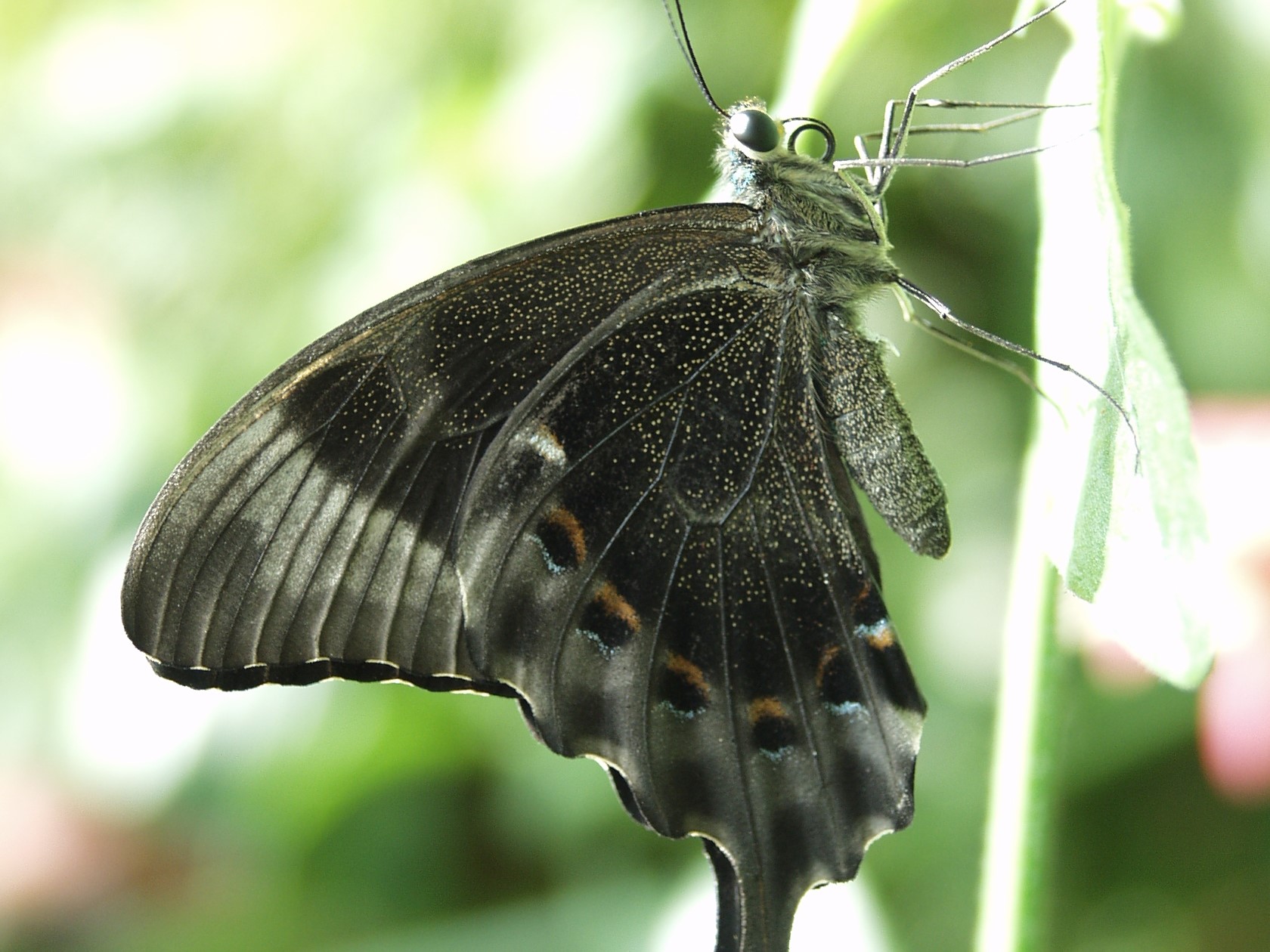 Emerald Swallowtail — Photo 6