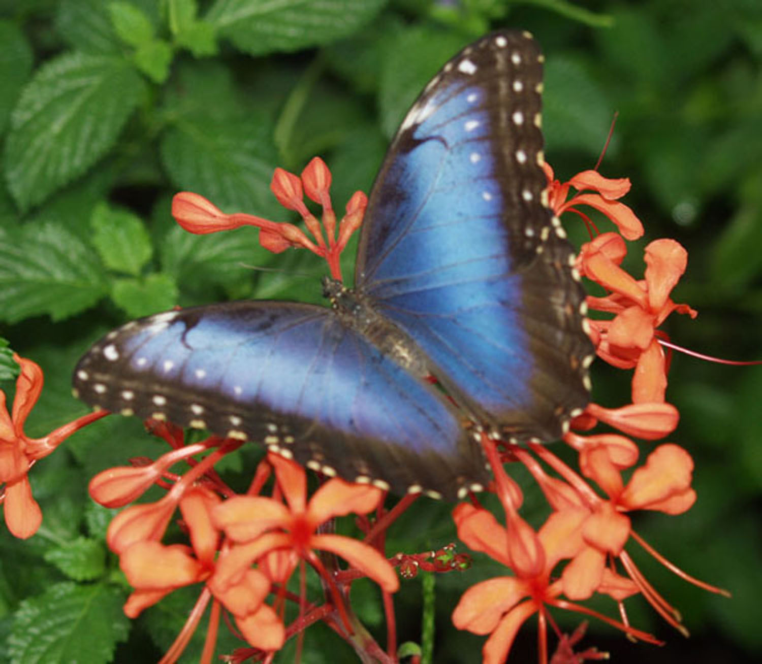 Common Blue Morpho (Morpho peleides)