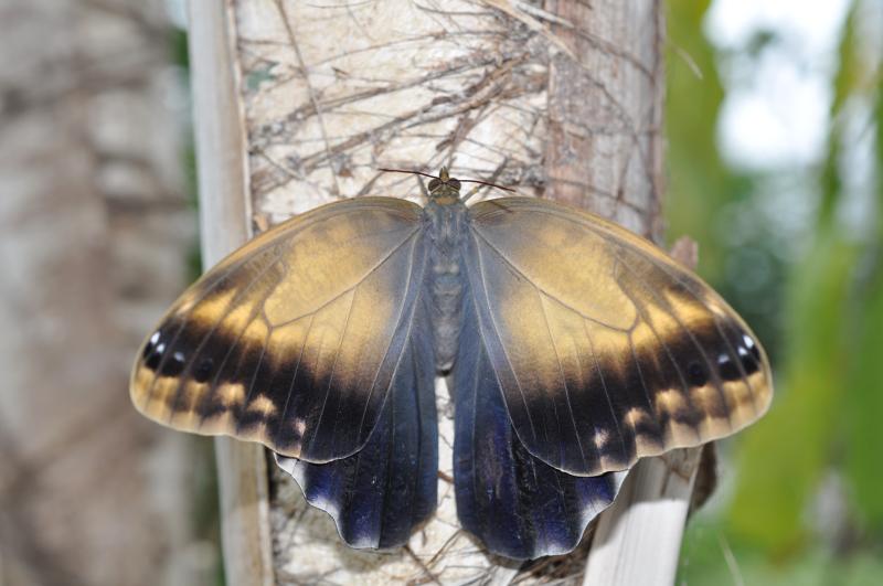 Giant Owl (Caligo memnon)