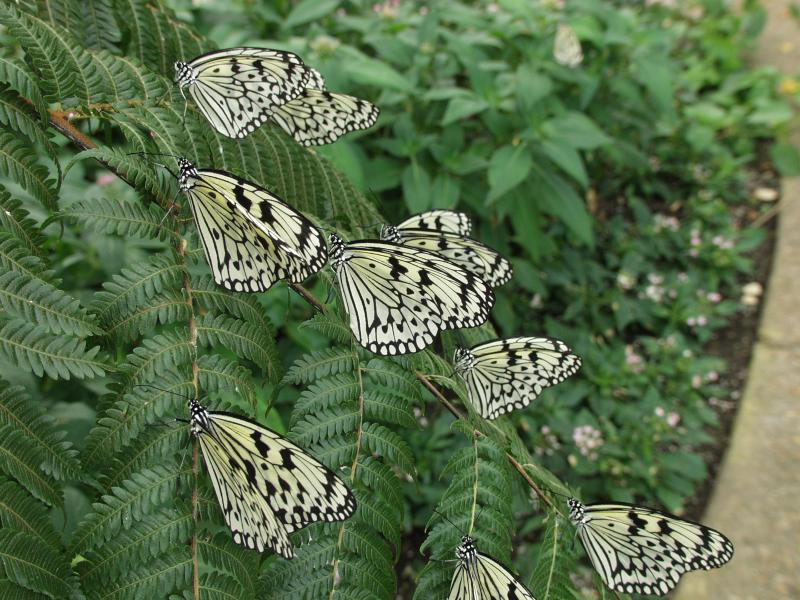 Paper Kite — Photo 6