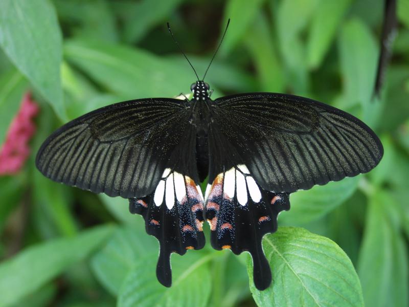 Common Mormon — Photo 5