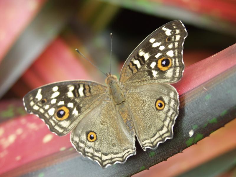 Lemon Pansy (Junonia lemonias)