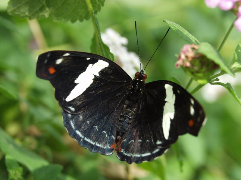 Grecian Shoemaker (Catonephele numilia)