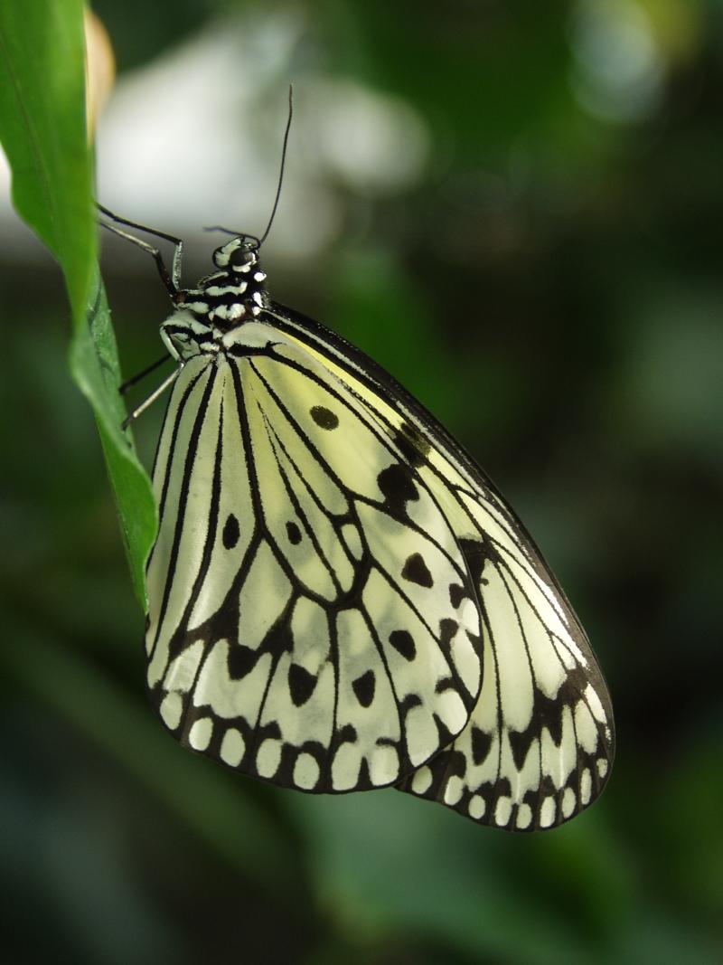 Paper Kite — Photo 5