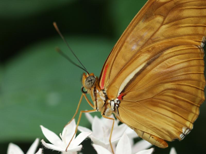 Julia Longwing — Photo 5