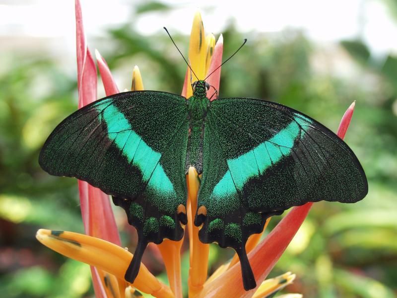 Emerald Swallowtail (Papilio palinurus)