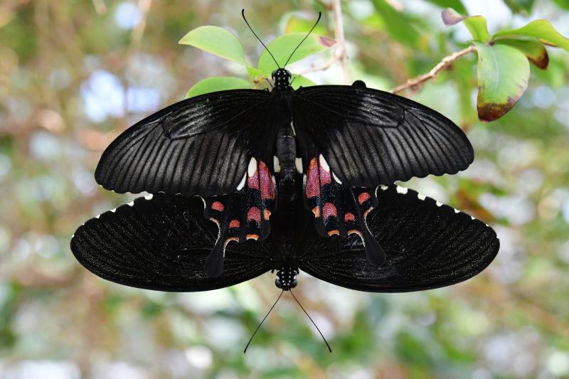 Common Mormon — Photo 4