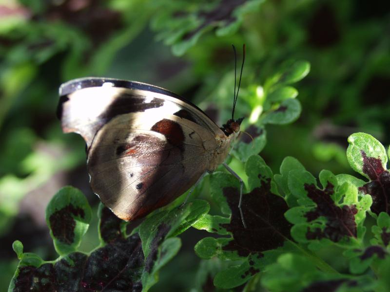 Grecian Shoemaker — Wings Closed, Female, Adult