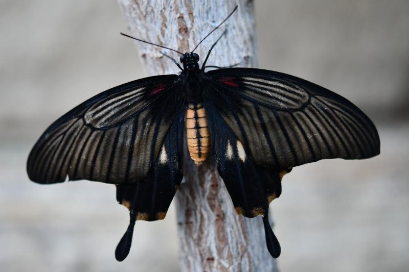 Great Yellow Mormon — Photo 5