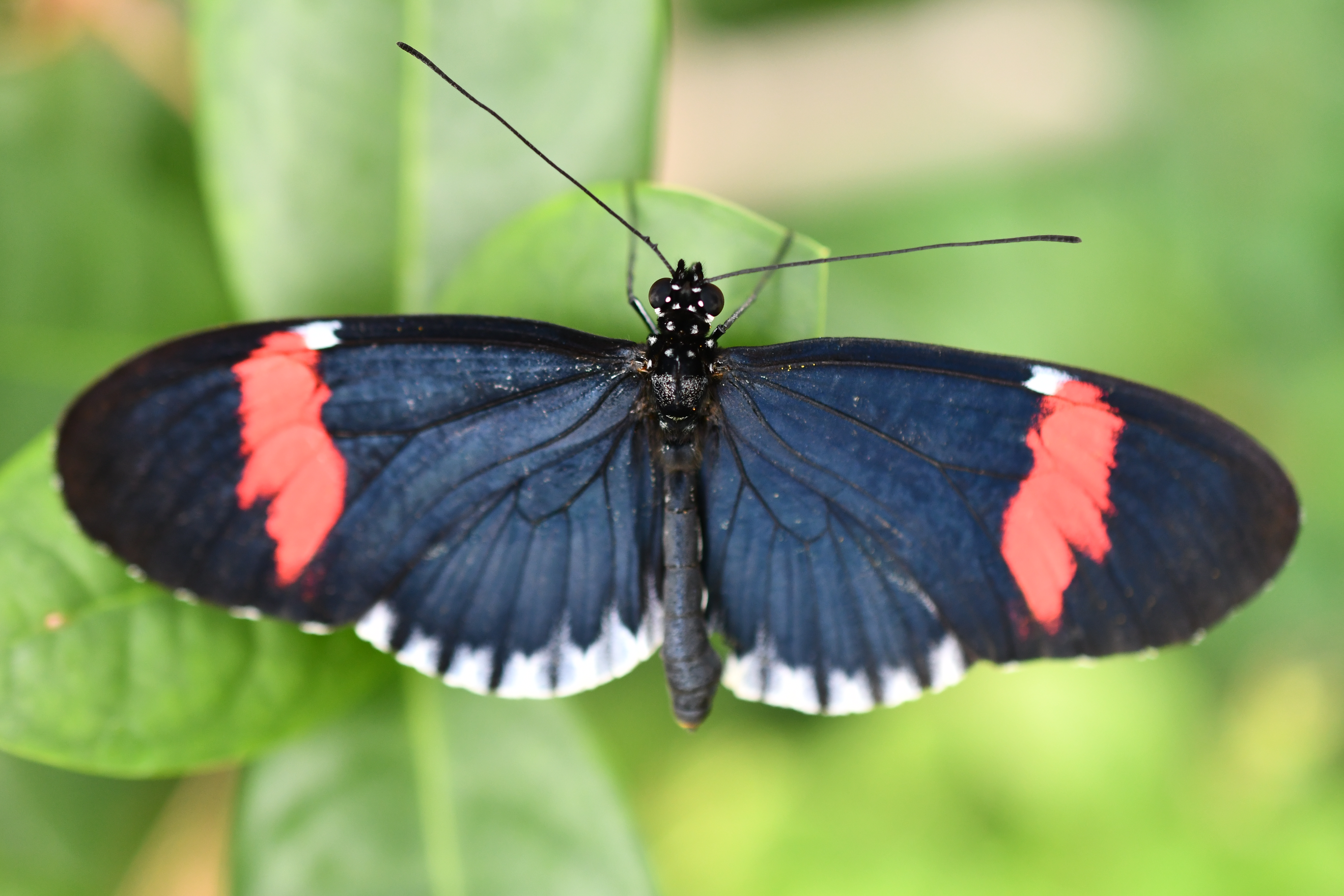 Crimson-Patch Longwing — Photo 9