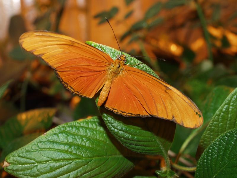 Julia Longwing (Dryas iulia)