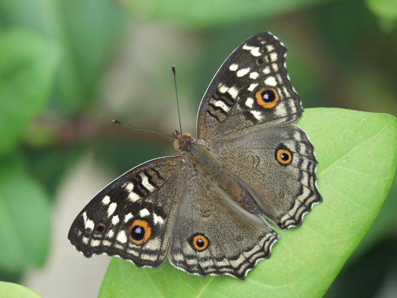Lemon Pansy — Photo 2