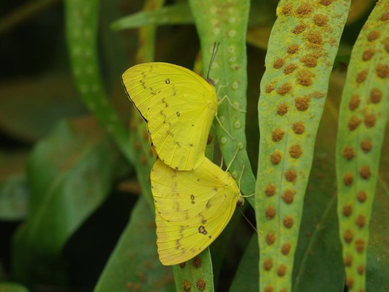 Orange Emigrant (Catopsilia scylla)
