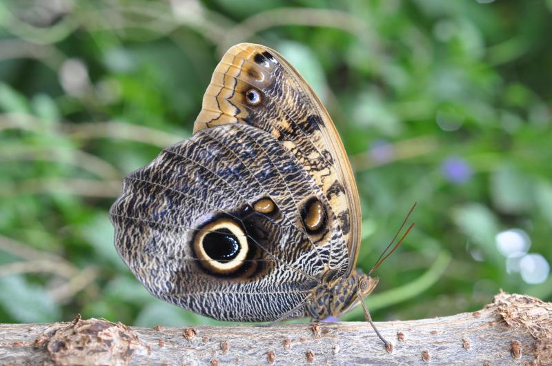 Giant Owl — Wings Closed, Adult