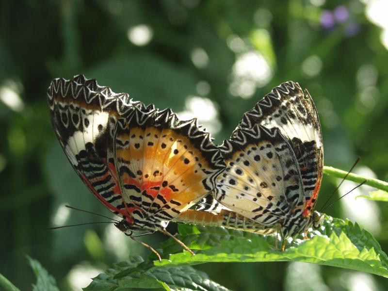 Leopard Lacewing — Wings Closed, Both, Adult
