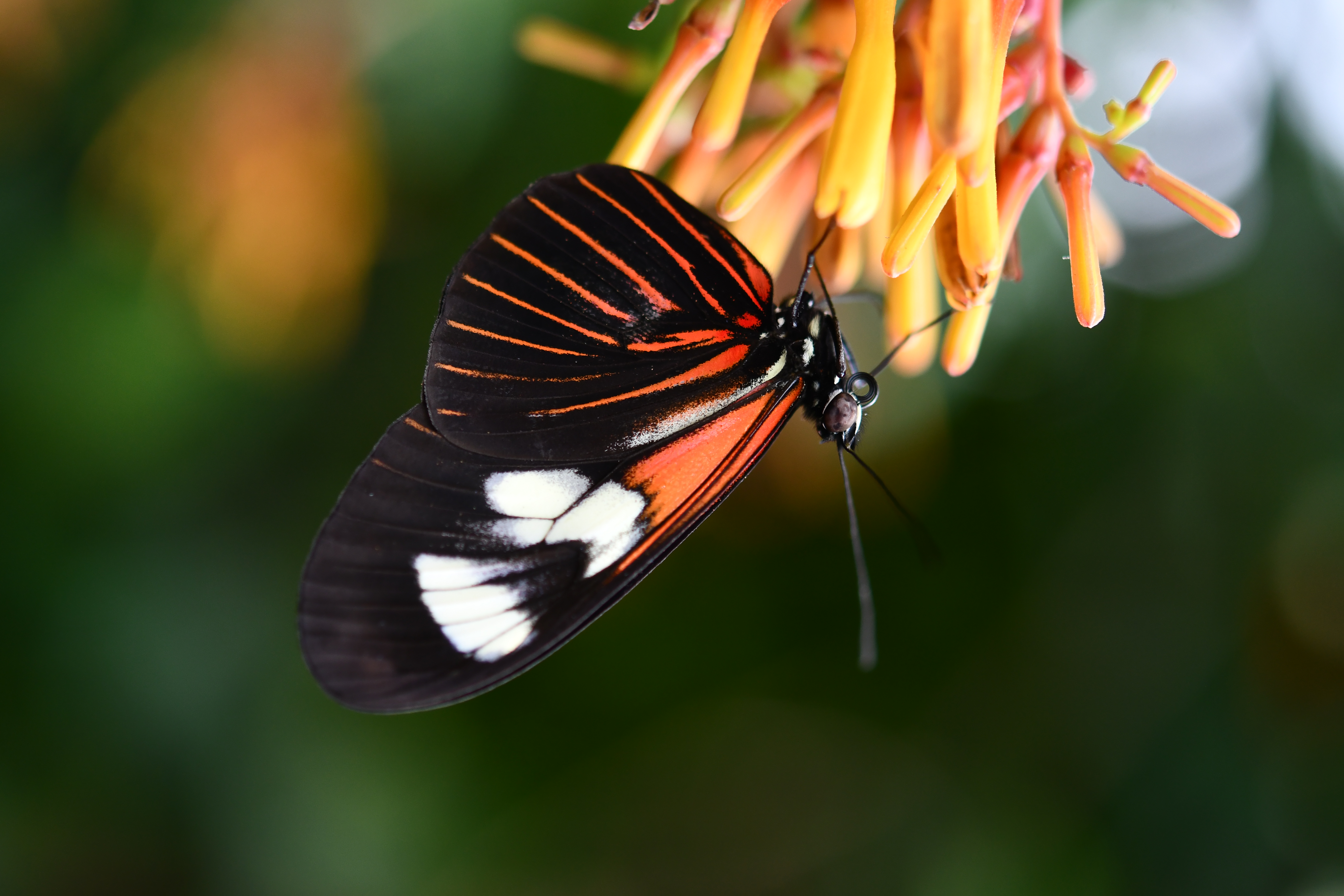 Crimson-Patch Longwing — Photo 14