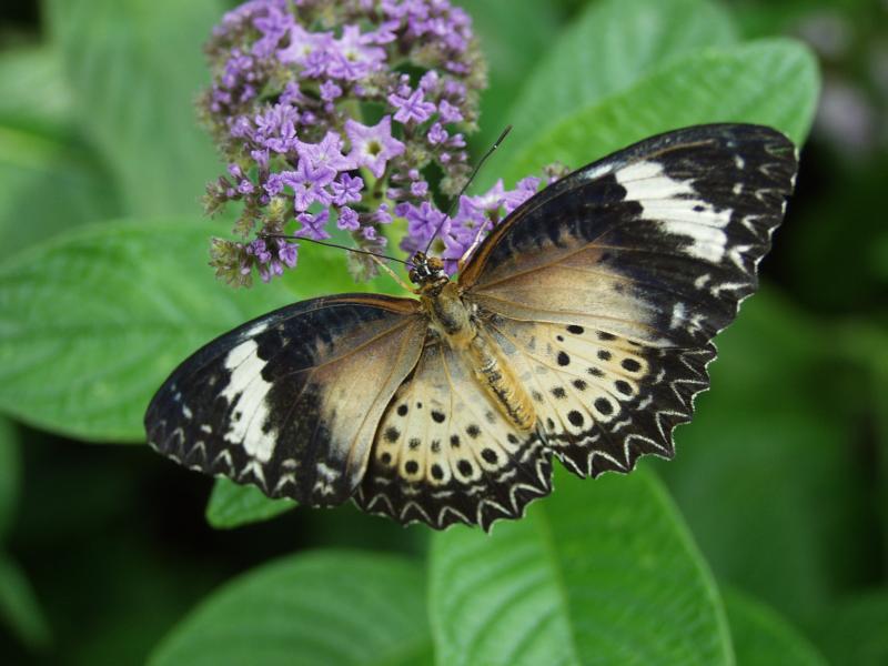 Leopard Lacewing — Wings Open, Female, Adult
