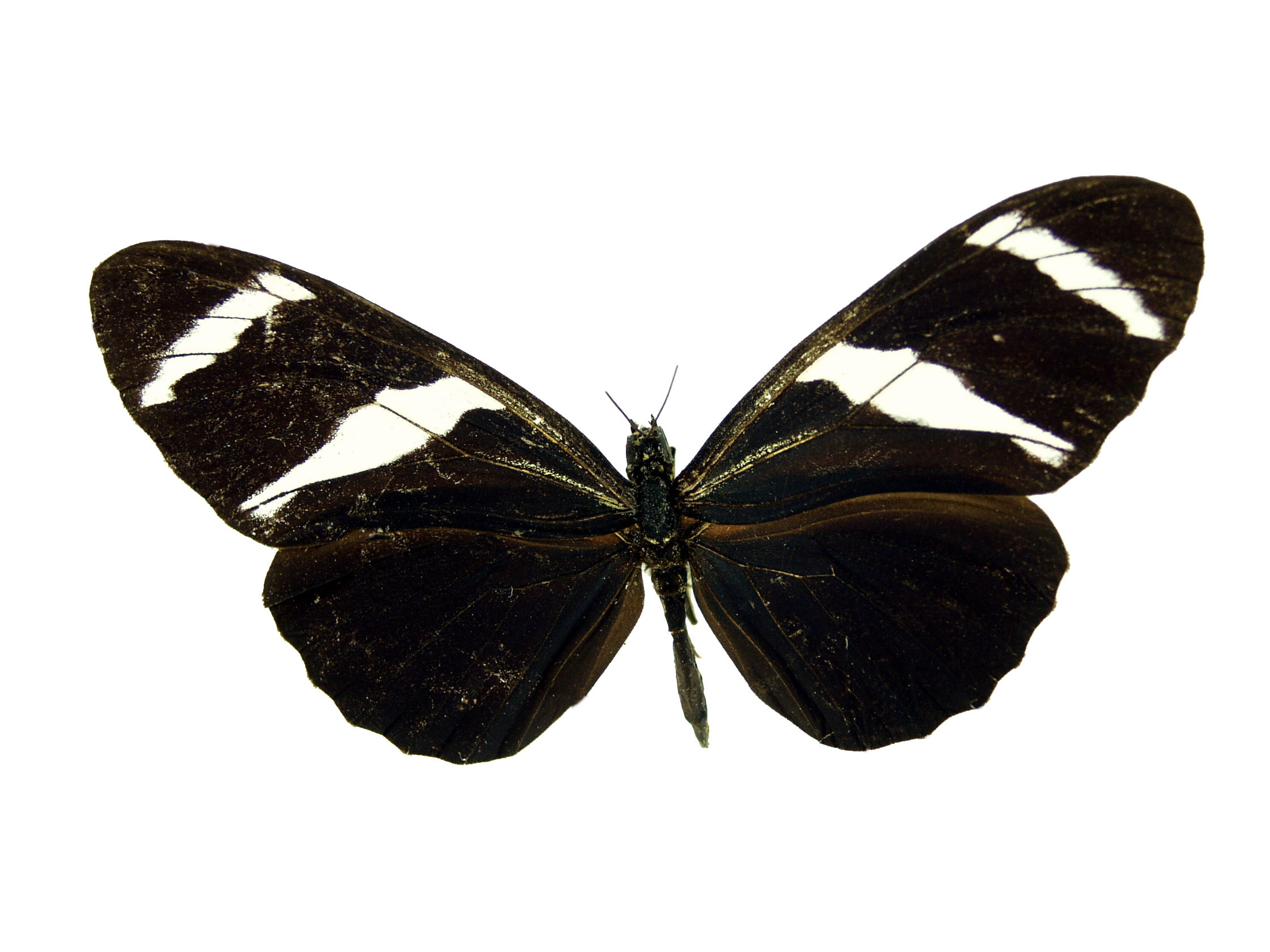 Crimson-Patch Longwing — Photo 8