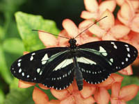 Atthis Longwing (Heliconius atthis)