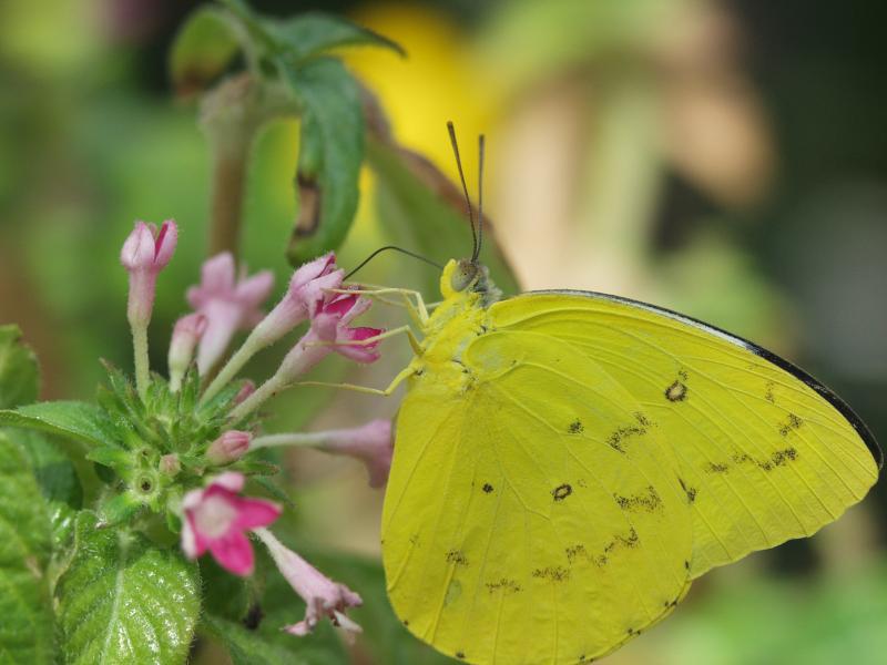 Orange Emigrant — Wings Closed, Adult