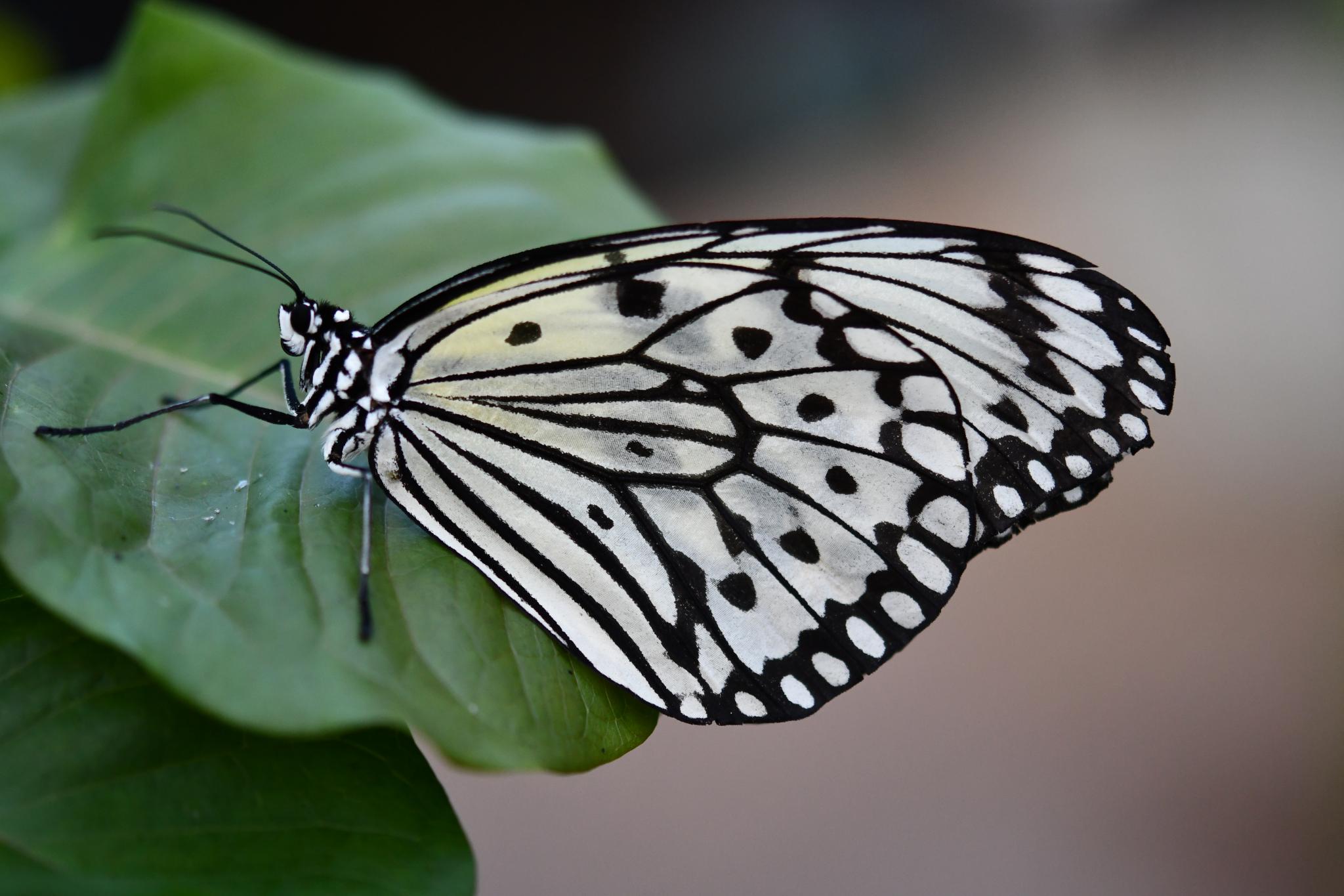Paper Kite (Idea leuconoe)