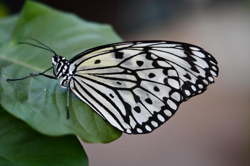 Paper Kite (Idea leuconoe)