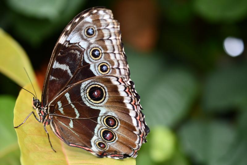 Common Blue Morpho — Photo 2