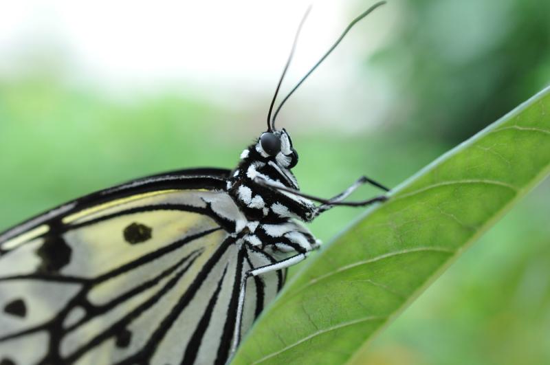 Paper Kite — Photo 2