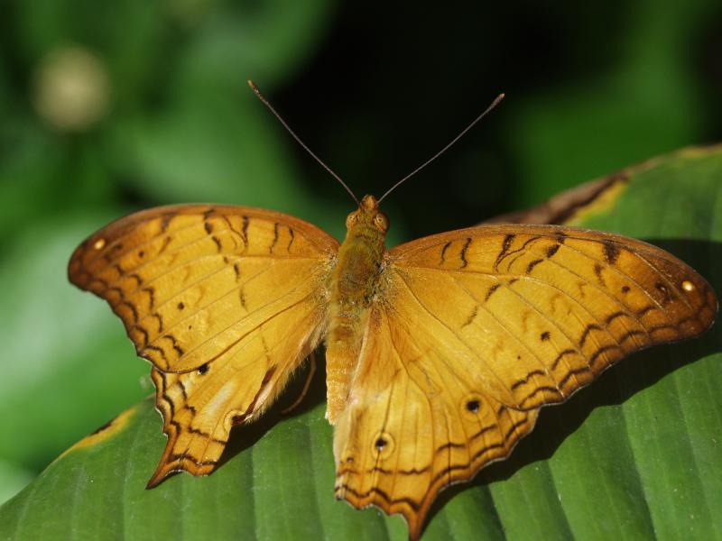 Malay Cruiser — Wings Open, Male, Adult