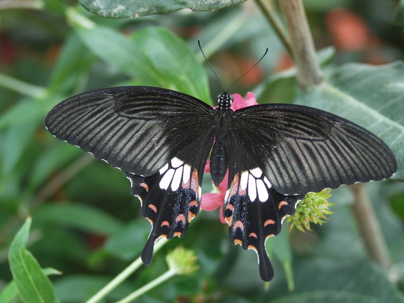 Common Mormon — Photo 7