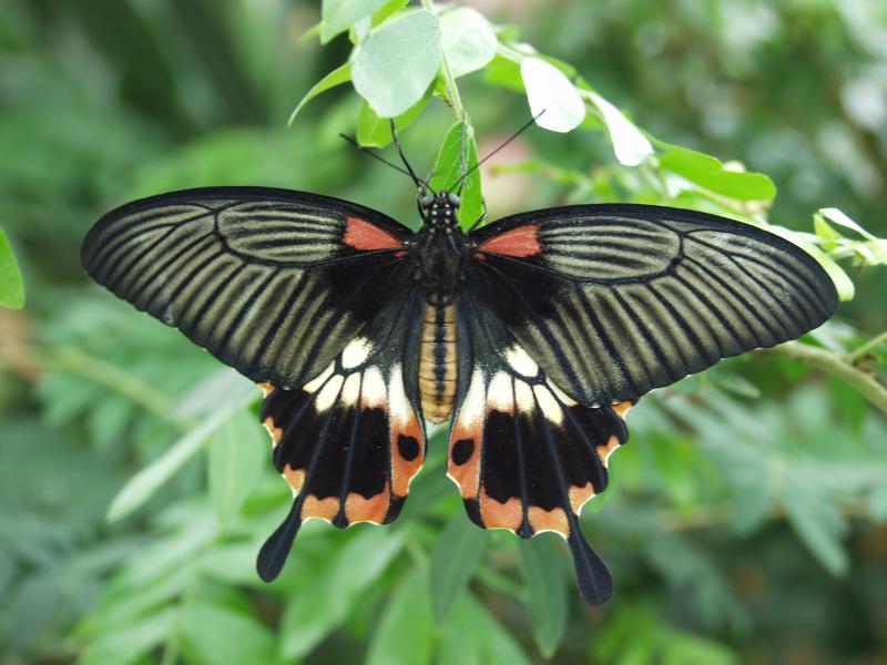 Great Yellow Mormon (Papilio lowii)