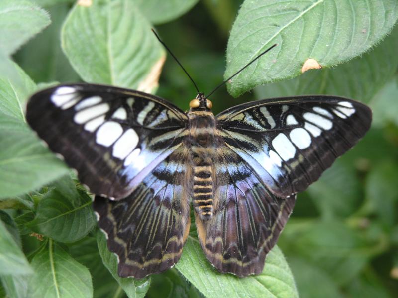 Clipper (Parthenos sylvia)