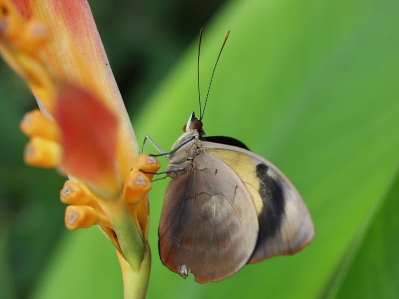 Grecian Shoemaker — Wings Closed, Male, Adult