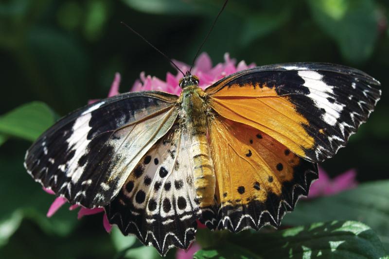 Leopard Lacewing — Wings Open, Both, Adult
