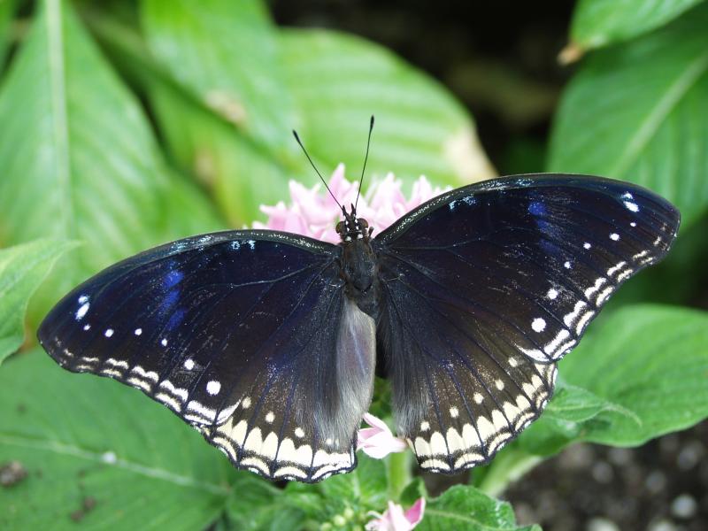 Great Eggfly — Photo 2