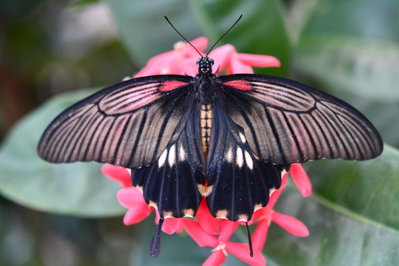 Great Yellow Mormon — Photo 4