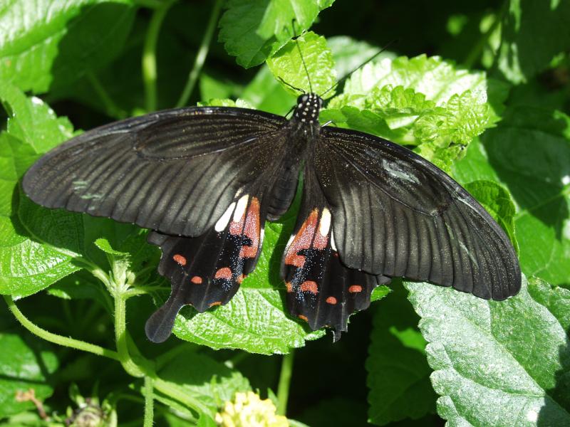 Common Mormon (Papilio polytes)