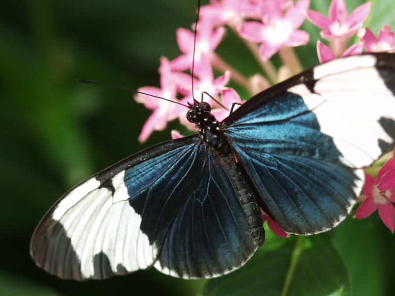Cydno Longwing (Heliconius cydno)